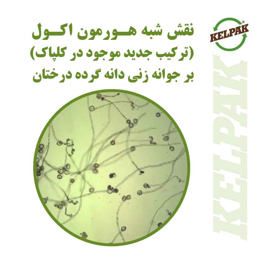 نقش شبه هـورمون اکـول (ترکیب جدید موجود در کلپاک) بر جوانه زنی دانه گرده درختان